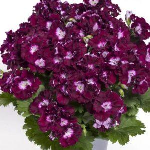 Пеларгония королевская Grandiflorum Bermuda Merlot