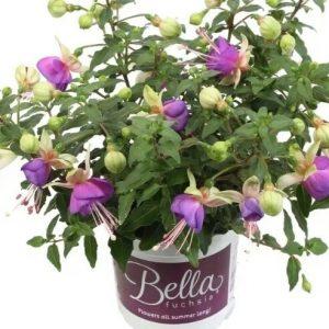 Фуксия кустовая Bella Fuchsia Diana (ук.черенок)