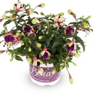 Фуксия полуампельная Bella Fuchsia Olivia (ук.черенок)