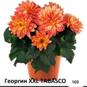 Георгин xxl tabasco (рыжий)